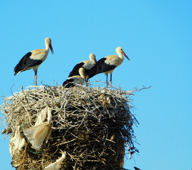 white stork on clear sky day, showcasing animal wildlife