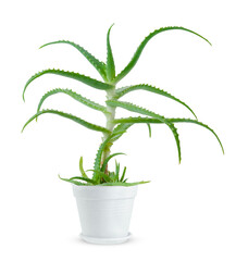 Aloe vera potted plant isolated on white background 