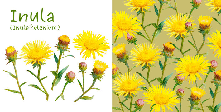 Isolated watercolor drawing wild inula flower