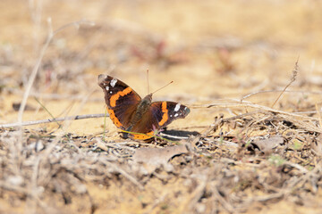Vanessa atalanta, Vulcana o almirante rojo