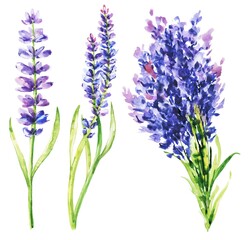 Lavender flowers watercolour hand drawn set - obrazy, fototapety, plakaty