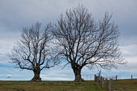 Tilia Cordata . Littleleaf linden . Winterlinde 