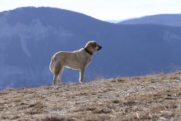 Patou en montagne