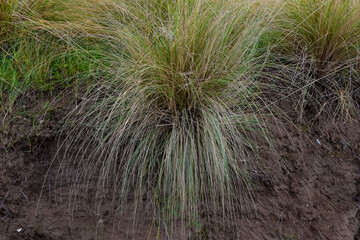 Grass in countryside pampas Argentina