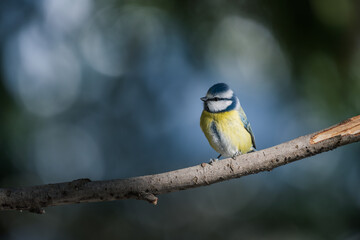 Blue tit, Parus caeruleus, single bird on branch with bokeh background