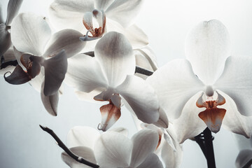 White orchid flowers on blurred light background. Phalaenopsis orchids for publication, poster,...