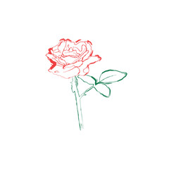 Elegant colorful rose flower brush art line for artistic, background, drawing, decoration, design, hand drawn, fashion, ink, icon, illustration, vector, rose, flower, art, brush, line, colorful