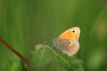 Butterfly ( Coenonympha pamphilus ) sitting in the grass on a leaf with a blurred background.