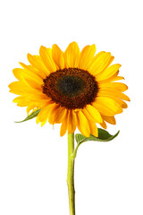 Naklejka premium Beautiful sunflower on white background