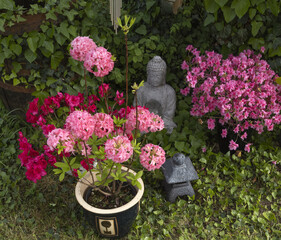 Azalea japonica et mollis ‘Homebush’
