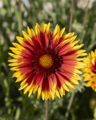 Fleurs de Gaillarde grandiflora	