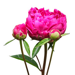 Fleur de pivoines rouges avec feuillage	