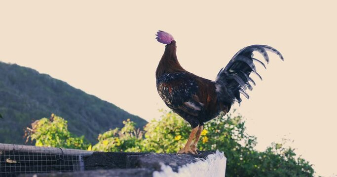 Gallo