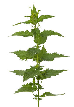 Urtica	