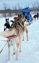 Dog-sledding activity with Alaskan Huskys in wilderness near Kiruna, Lapland, Sweden