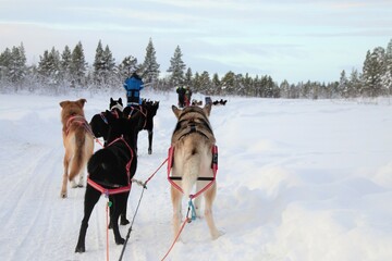 Dog-sledding activity with Alaskan Huskys in wilderness near Kiruna, Lapland, Sweden
