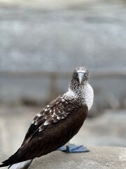 red tailed hawk