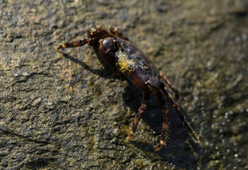 Pachygrapsus marmoratus is a species crab, sometimes called the marbled rock crab or marbled crab. Black Sea. Crab in the stones. The mating behavior of the animal, the release of foam.