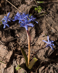 Scilla bifolia, the alpine squill  or two-leaf squill, is a herbaceous perennial plant, belonging...
