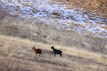 rando à la montagne de la Mare, 04