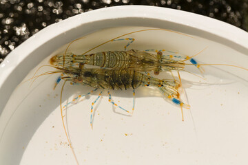 Palaemon elegans sometimes known by the common name rockpool shrimp, is a species shrimp of the...