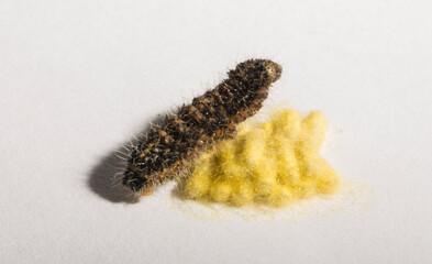 Apanteles glomeratus, Pieris brassicae. Parasitization of insects among themselves. Koinobiont parasitoid wasps.