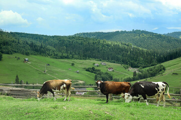 Naklejka na ściany i meble Cows grazing on mountain meadow in Carpathians, Ukraine