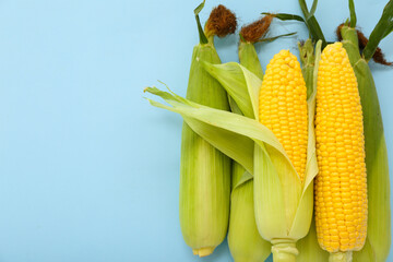 Fresh corn cobs on blue background