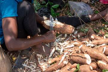 A woman peels Harvested cassava with a knife at a farm in Oyo, Nigeria on January 10, 2024. Dry season in Nigeria