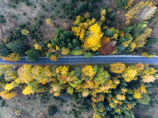 Overhead aerial top view over straight road in colorful countryside autumn forest.Fall orange,green,yellow,red tree woods.