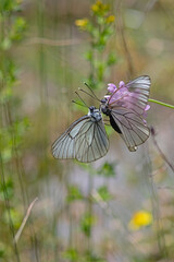 Black-veined White butterflies mating on a plant. Close-up, under the wing. (Aporia crataegi )