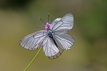 Black-veined White butterflies mating on a plant. Close-up, on the wing. (Aporia crataegi )