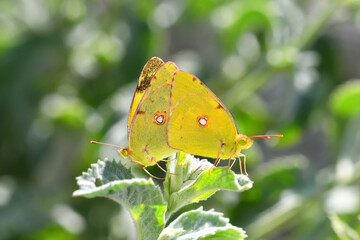 Clouded Yellow butterfly mating on a plant. Close-up, under the wing. (Colias crocea )