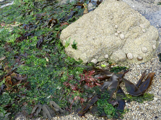 Algues sur une plage du finistère