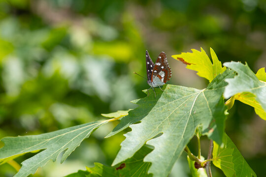 Southern White Admiral butterfly on a plane tree leaf. Close-up, under the wing. (Limenitis reducta)