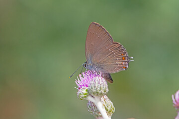 Fototapeta premium Ilex Hairstreak butterfly on purple flowering plant. Close-up, under the wing (Satyrium ilicis).