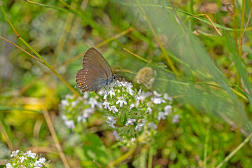 Ilex Hairstreak butterfly on white coloured flower. Close-up, under the wing. (Satyrium ilicis )