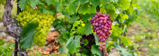 grapes on vine growing in vineyard