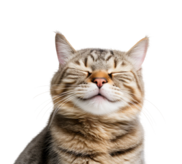 Close-up Funny Happy Smiling Cat with Closed Eyes Portrait. Isolated on White and PNG Transparent Background.