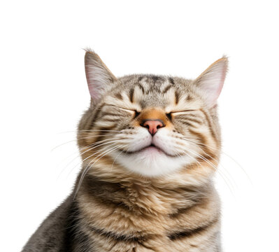 Close-up Funny Happy Smiling Cat with Closed Eyes Portrait. Isolated on White and PNG Transparent Background.
