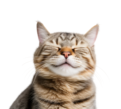 Close-up Funny Happy Smiling Cat with Closed Eyes Portrait. Isolated on White and PNG Transparent Background.