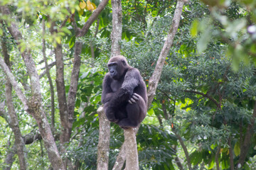 Gorilla - Primate