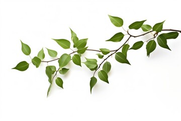 Isolated Green Leaves on Branch: White Background for Clean and Fresh Nature Aesthetics