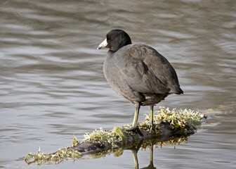 American Coot standing on a branch in a pond