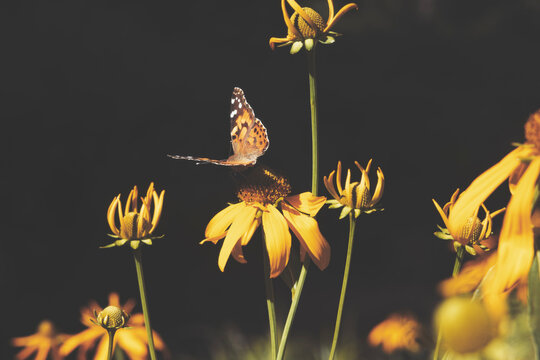 Butterfly on yellow daisy