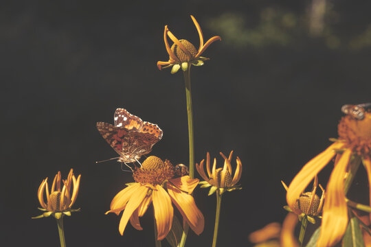 Butterfly on yellow daisy