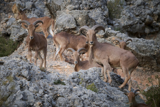 A group of Barbary sheep gather on rocky terrain their curved horns characteristic of the species