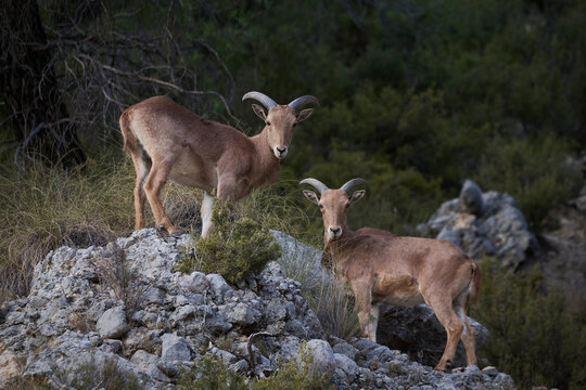 A two of Barbary sheep gather on rocky terrain their curved horns characteristic of the species