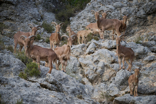A group of Barbary sheep gather on rocky terrain their curved horns characteristic of the species