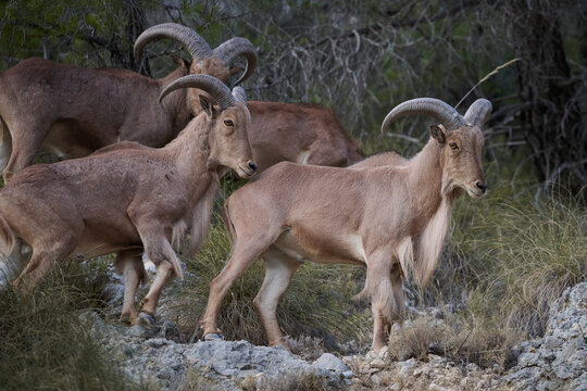 Side view of herd of Barbary sheep cluster on a rugged mountainside demonstrating their climbing prowess